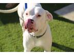 Adopt SUPER*NOVA a White Dogo Argentino / Mixed dog in Encinitas, CA (40925345)