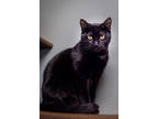 Adopt Mary a All Black Domestic Shorthair / Domestic Shorthair / Mixed cat in