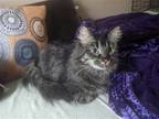 Adopt Eldora a Brown Tabby Domestic Shorthair / Mixed (short coat) cat in St.