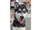 Adopt FIONA a Black Husky / Mixed Breed (Medium) / Mixed (short coat) dog in