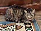 Adopt Rowdy a Tan or Fawn Tabby Tabby / Mixed (short coat) cat in La Mesa