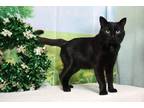 Adopt Chi Chi Man a All Black Domestic Shorthair / Domestic Shorthair / Mixed