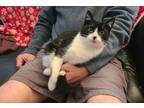 Adopt Jefferson a Black & White or Tuxedo Domestic Shorthair (short coat) cat in