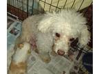 Adopt Amanda a White Poodle (Miniature) / Mixed (short coat) dog in Corpus