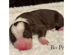 Bo Peep AKC/ASCA