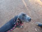 Adopt Penelope a Gray/Blue/Silver/Salt & Pepper Pit Bull Terrier / Mixed dog in