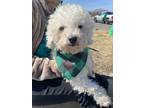 Adopt Bobby (Foster Home) a White Poodle (Miniature) / Mixed dog in Tinley Park