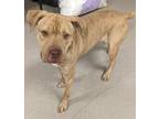 Adopt Cassie a Tan/Yellow/Fawn American Pit Bull Terrier / Presa Canario / Mixed