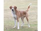 Adopt Freddy a Brown/Chocolate - with White St. Bernard / Mixed dog in King