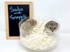 Adopt Sobe a Silver or Gray Hamster small animal in Camarillo, CA (40924548)