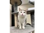 Adopt Willis a White Domestic Shorthair / Mixed Breed (Medium) / Mixed (short