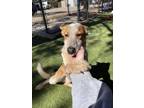 Adopt MILLER a White Mixed Breed (Medium) / Mixed Breed (Medium) / Mixed (short