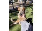 Adopt MILLER a White Mixed Breed (Medium) / Mixed dog in Flagstaff