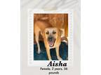 Adopt Aisha a Brown/Chocolate - with Black Black Mouth Cur / Labrador Retriever