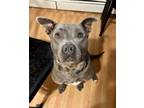 Adopt Lee the Lucky a Gray/Silver/Salt & Pepper - with White Pit Bull Terrier /