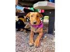 Adopt Rosalie a Black Australian Shepherd dog in Oklahoma City, OK (39472478)