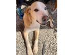 Adopt Roo a Labrador Retriever / Mixed dog in Oklahoma City, OK (40692944)