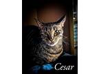 Adopt Cesar a Brown Tabby Domestic Shorthair / Mixed (short coat) cat in Niles