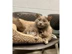 Adopt Rocko a Gray or Blue Domestic Longhair / Mixed (long coat) cat in Wilson