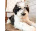 Aussiedoodle Puppy for sale in Dixon, MO, USA