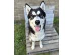 Adopt Eric a Black - with White Siberian Husky / Mixed dog in Indianapolis