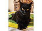 Adopt Jessie (Baby Kitty) a All Black Domestic Mediumhair (long coat) cat in