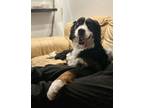 Adopt Sadie a Tricolor (Tan/Brown & Black & White) Bernese Mountain Dog / Mixed