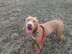 Adopt Kendall a Tan/Yellow/Fawn American Staffordshire Terrier / Mixed Breed