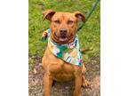 Adopt Bubbles a Terrier (Unknown Type, Small) / Mixed dog in Darlington