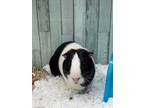 Adopt Scrappy bonded with Malvolio a Black Guinea Pig / Guinea Pig / Mixed small
