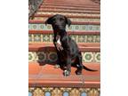 Adopt Falcor a Mixed Breed (Medium) / Mixed dog in Thousand Oaks, CA (40905107)