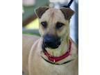 Adopt Scrappy Doo a Tan/Yellow/Fawn Belgian Malinois / Shepherd (Unknown Type) /