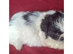 Shih Tzu Puppy for sale in Ashland, AL, USA