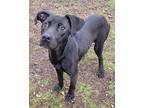 Adopt Arnold a Black Labrador Retriever / Mixed dog in newfoundland