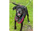 Adopt Savannah a Labrador Retriever / Mixed dog in Darlington, SC (40787268)