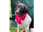 Adopt Isla a Hound (Unknown Type) / Mixed dog in Darlington, SC (40627255)