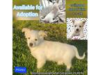 Adopt Mickey a White Golden Retriever / Labrador Retriever / Mixed dog in
