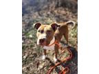 Adopt Chloe a Red/Golden/Orange/Chestnut - with White American Staffordshire