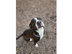 Adopt Mooshu a Black - with White American Staffordshire Terrier / Mixed dog in