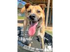 Adopt Wasabi a Black Mouth Cur / Shepherd (Unknown Type) / Mixed dog in