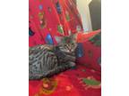 Adopt Maria a Spotted Tabby/Leopard Spotted Domestic Shorthair / Mixed cat in