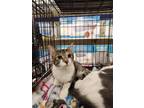 Adopt Winston a Spotted Tabby/Leopard Spotted Domestic Shorthair / Mixed cat in