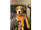 Adopt Sweetness a Hound (Unknown Type) / Labrador Retriever dog in Raleigh