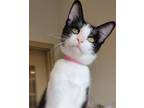 Adopt Purrincess Leia a Domestic Shorthair / Mixed (short coat) cat in Fremont