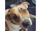 Adopt Penny a White - with Tan, Yellow or Fawn Mountain Cur / Mixed dog in Zuni