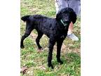 Adopt Dominique a Black Standard Poodle / Mixed dog in Greenville, RI (40921706)