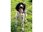 Adopt Fifi a White - with Black Standard Poodle / Mixed dog in Greenville