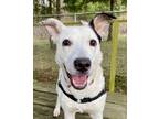 Adopt Conner a White Mixed Breed (Medium) / Mixed dog in Burlington