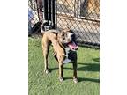 Adopt Keke a Brindle - with White Hound (Unknown Type) / Mixed dog in Land O