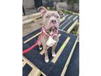 Adopt Gordo a Red/Golden/Orange/Chestnut Pit Bull Terrier / Mixed dog in